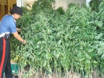 Marijuana dall'Albania in Italia su un ultraleggero per lo spaccio sulla riviera romagnola Marijuana dall'Albania in Italia su un ultraleggero per lo spaccio sulla riviera romagnola
