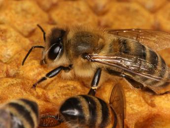 Biodiversità a rischio, api vittime dei pesticidi Biodiversità a rischio, api vittime dei pesticidi
