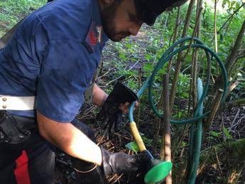 Roma, 352 piante di marijuana nel parco di Veio: un arresto Roma, 352 piante di marijuana nel parco di Veio: un arresto