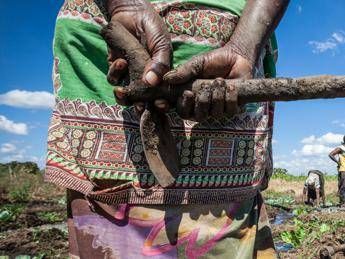 'Dal seme al piatto', arriva il box solidale per le contadine del Mozambico 'Dal seme al piatto', arriva il box solidale per le contadine del Mozambico