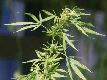 La marijuana amica della linea, combatte l'obesità e favorisce una vita attiva La marijuana amica della linea, combatte l'obesità e favorisce una vita attiva