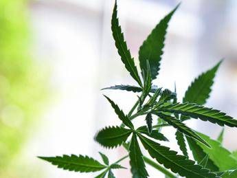 Cannabis terapeutica, a Firenze tra 3 mesi il primo raccolto di 50 chili Cannabis terapeutica, a Firenze tra 3 mesi il primo raccolto di 50 chili