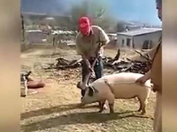 Cerca di uccidere maiale con l'accetta ma prende male le misure /Video Cerca di uccidere maiale con l'accetta ma prende male le misure /Video