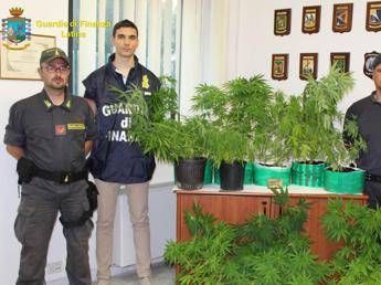 Latina, droga e piante di canapa indiana in casa: denunciato Latina, droga e piante di canapa indiana in casa: denunciato