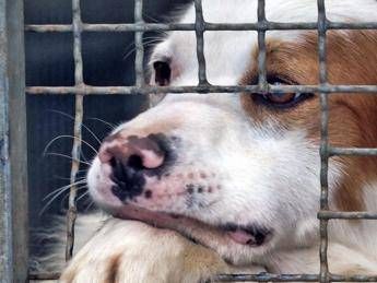 Più cani nei canili e diminuiscono le adozioni Più cani nei canili e diminuiscono le adozioni