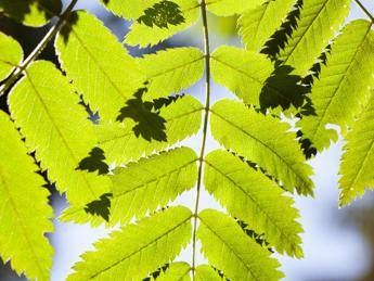 Le piante si adattano ai livelli più alti di CO2 e cresce la vegetazione Le piante si adattano ai livelli più alti di CO2 e cresce la vegetazione