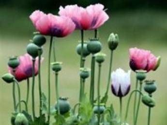 Nel romanzo 'L'amapola della Sierra Madre' l'inizio del narcotraffico messicano /Video Nel romanzo 'L'amapola della Sierra Madre' l'inizio del narcotraffico messicano /Video