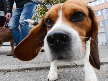 Pet therapy per combattere il Parkinson, al via percorso pilota Pet therapy per combattere il Parkinson, al via percorso pilota