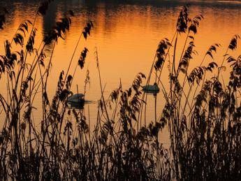 '#WithNature', oggi è la Giornata Mondiale dell'Ambiente '#WithNature', oggi è la Giornata Mondiale dell'Ambiente