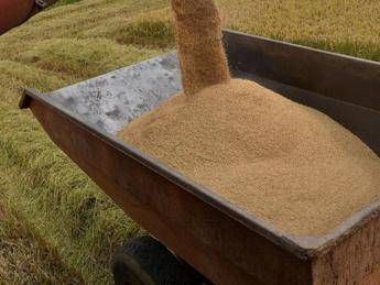 Dal riso indiano alle spezie cinesi, la mappa dell'import del bio Dal riso indiano alle spezie cinesi, la mappa dell'import del bio