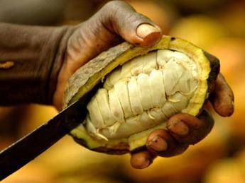 Il cacao sostenibile della Bolivia Il cacao sostenibile della Bolivia