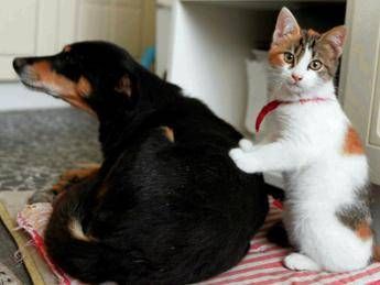 Pet care, in crescita settore per la cura dei 200 mln di pet d'Europa Pet care, in crescita settore per la cura dei 200 mln di pet d'Europa