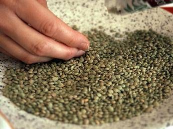 Agricoltura sostenibile, legumi e terreni 'alleati strategici' Agricoltura sostenibile, legumi e terreni 'alleati strategici'