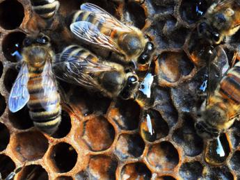 Api per la biodiversità, alleate nel ripristino di aree degradate Api per la biodiversità, alleate nel ripristino di aree degradate