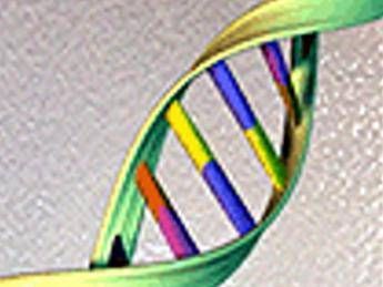 Ecco il Dna dell'altezza, svelate 83 varianti genetiche Ecco il Dna dell'altezza, svelate 83 varianti genetiche
