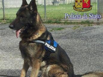 Roma, oltre 2 kg droga sequestrati nelle case occupate a San Basilio Roma, oltre 2 kg droga sequestrati nelle case occupate a San Basilio