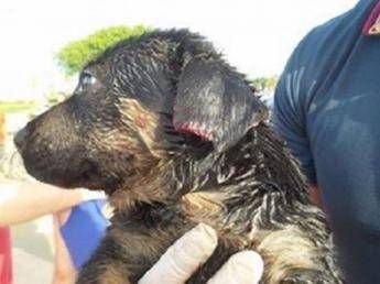 Uomo morde cane: la notizia da manuale esiste Uomo morde cane: la notizia da manuale esiste