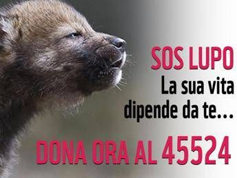 Specie simbolo di natura selvaggia, Wwf lancia Sos lupo Specie simbolo di natura selvaggia, Wwf lancia Sos lupo