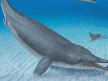 Scoperto in Perù il più antico antenato delle balene, resti di 36 milioni di anni Scoperto in Perù il più antico antenato delle balene, resti di 36 milioni di anni