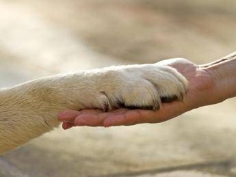 Dagli infortuni in auto al dottore, l'assicurazione da viaggio è anche per Fido Dagli infortuni in auto al dottore, l'assicurazione da viaggio è anche per Fido