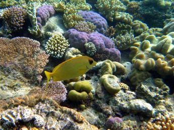 Grande Barriera Corallina, sopravvissuta a 5 'eventi mortali' ma ora in declino Grande Barriera Corallina, sopravvissuta a 5 'eventi mortali' ma ora in declino