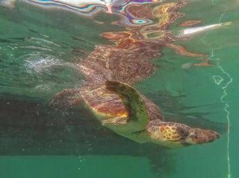 A Manfredonia la tartaruga Ondina ritrova la libertà /Video A Manfredonia la tartaruga Ondina ritrova la libertà /Video