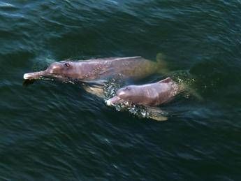 381 nuove specie scoperte in Amazzonia, una ogni due giorni 381 nuove specie scoperte in Amazzonia, una ogni due giorni