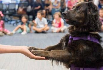 World Animal Day, a scuola con il pet grazie a Mars Italia World Animal Day, a scuola con il pet grazie a Mars Italia