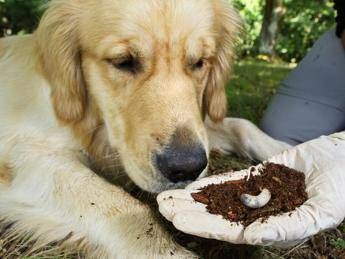 Si chiama Osmodog ed è il cane 'amico' del coleottero Si chiama Osmodog ed è il cane 'amico' del coleottero