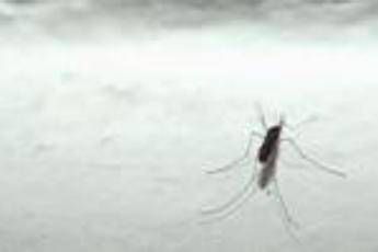 Bimba morta di malaria, escluso contagio fuori dall'ospedale Bimba morta di malaria, escluso contagio fuori dall'ospedale
