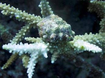 L''amico' del corallo, minuscolo organismo protegge il reef da predatori e malattie L''amico' del corallo, minuscolo organismo protegge il reef da predatori e malattie