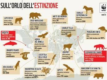 La Mappa dell'estinzione, 16 specie che rischiano di non vedere più il Natale La Mappa dell'estinzione, 16 specie che rischiano di non vedere più il Natale
