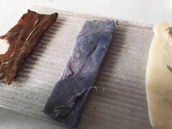 Scoby-skin, la bio-pelle sensibile generata dai batteri Scoby-skin, la bio-pelle sensibile generata dai batteri