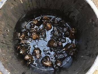 Rospi avvelenati nel laghetto, disastro ecologico a Brescia Rospi avvelenati nel laghetto, disastro ecologico a Brescia