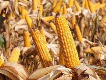 La biodiversità e l'agricoltura, i numeri La biodiversità e l'agricoltura, i numeri
