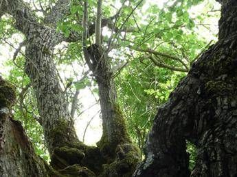 Piante da record nel Frutteto della biodiversità Piante da record nel Frutteto della biodiversità