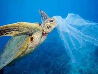 Marine litter, Mediterraneo in 'trappola' Marine litter, Mediterraneo in 'trappola'