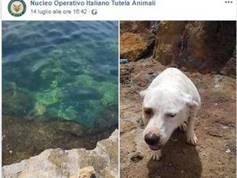 Cane con pietra al collo, politica in campo Cane con pietra al collo, politica in campo