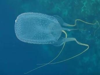 Gaia, morta a 7 anni per una medusa Gaia, morta a 7 anni per una medusa