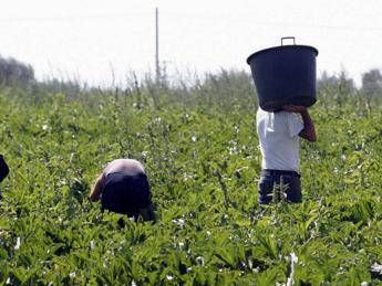 Schiavi nei campi a 1 euro l'ora Schiavi nei campi a 1 euro l'ora