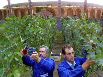 Pompei, al via vendemmia nella Casa del Triclinio estivo Pompei, al via vendemmia nella Casa del Triclinio estivo