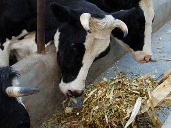 Europarlamento vota nuove regole per limitare uso antibiotici Europarlamento vota nuove regole per limitare uso antibiotici