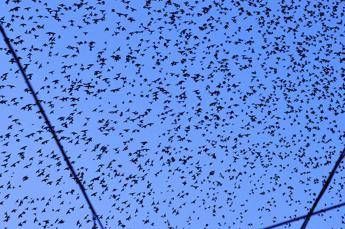 Tbc in guano storni, l'esperto E' possibile ma contagio rarissimo Tbc in guano storni, l'esperto E' possibile ma contagio rarissimo