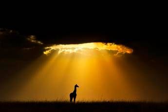 Rapporto choc: entro il 2020 addio a due terzi di specie animali e vegetali Rapporto choc: entro il 2020 addio a due terzi di specie animali e vegetali