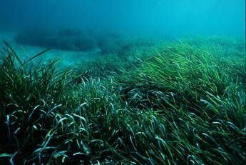 Posidonia, Caretta caretta, Foca monaca. La tutela delle Isole Egadi passa per la responsabilità sociale d'impresa Posidonia, Caretta caretta, Foca monaca. La tutela delle Isole Egadi passa per la responsabilità sociale d'impresa