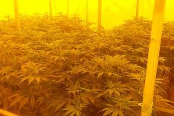 Pronta la 'super-cannabis di Stato', da consumare come fosse un thè Pronta la 'super-cannabis di Stato', da consumare come fosse un thè