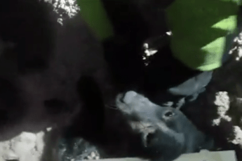 Cane sotto le macerie, il salvataggio speciale dei Vigili del fuoco /Video Cane sotto le macerie, il salvataggio speciale dei Vigili del fuoco /Video