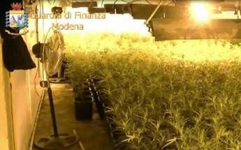 Roma, incendio in appartamento 'svela' piantagione di marijuana: un arresto Roma, incendio in appartamento 'svela' piantagione di marijuana: un arresto