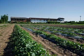 Agricoltura più sostenibile, la svolta di Syngenta Agricoltura più sostenibile, la svolta di Syngenta