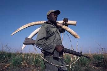 Dall'avorio alle specie protette, Cites stringe sul commercio illegale Dall'avorio alle specie protette, Cites stringe sul commercio illegale